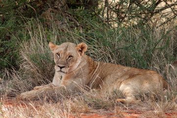 Fototapeta na wymiar Lioness having a rest.