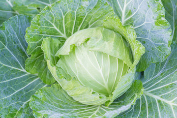 fresh cabbage growing at a farm field.