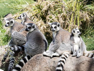 family Ring-tailed Lemur, Lemur Catta, with pups