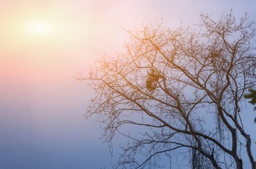 Fototapeta na wymiar silhouette dry tree no leaf Image Low Key tree with sunset light tone.