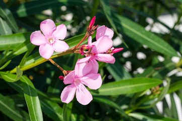 Pink flowers in garden