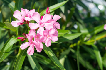 Fototapeta na wymiar Pink flowers in garden