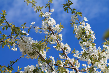 Blossoming of cherry against the background of the blue sky. Cherry in bloom.