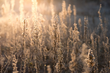 Fototapeta premium Ray of light