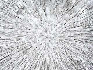 The forest, bird's eye view