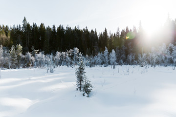 Winter field landscape with the frosty trees lit by soft sunset light - snowy landscape scene in warm tones with snow covered field and trees covered with frost