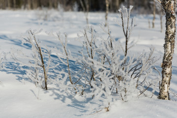 Branches covered with ice and snow after an icy rain. The sun shines through them