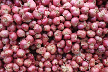 shallot or red onion background