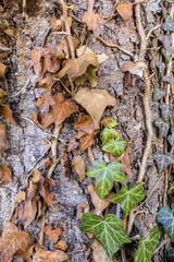 Braunes Efeu am Baumstamm