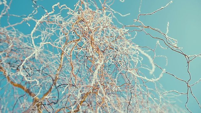 frosted tree branches close up. sunny