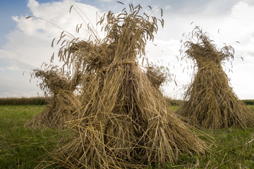 Sheaves of wheat harvest by hand in an old fashioned style dry 