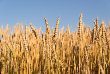 Ears of wheat growing on the field