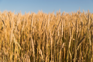 Ears of wheat growing on the field