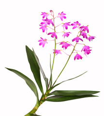 Fototapeta na wymiar Dendrobium Orchidee