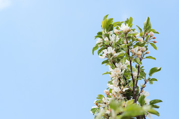 Blossom pear branch in spring.