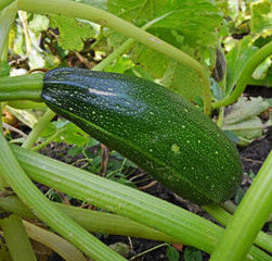 Growing green zucchini