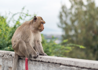 Thai Monkey