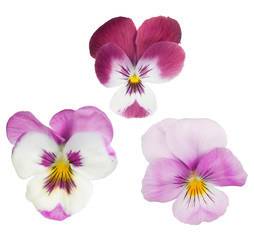group of three pansy isolated blooms