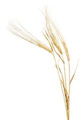 dry three gold ears of barley on white
