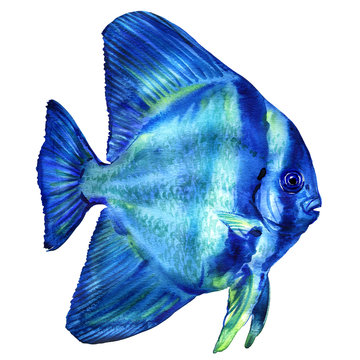 Blue Teira Batfish, platax or Spadefish in ocean, Thailand, isolated, watercolor illustration on white