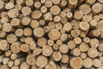 Closeup of logs of trees in nature, pile of wood logs ready for winter in the forest, firewood as a renewable energy source waiting to be transported.