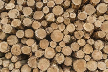 Möbelaufkleber Closeup of logs of trees in nature, pile of wood logs ready for winter in the forest, firewood as a renewable energy source waiting to be transported. © FotoIdee