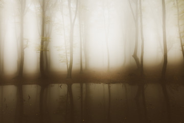 Creepy water in foggy forest