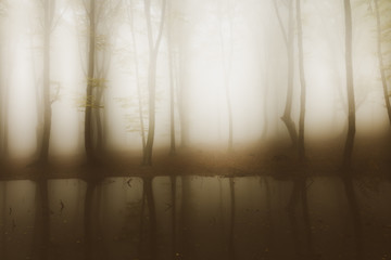 Creepy water in foggy forest