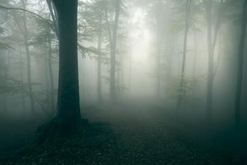 Horror trail in spooky foggy forest during a gloomy day