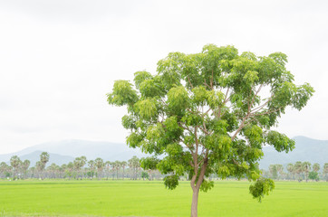 A light green tree on the green grass in the morning.