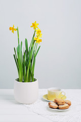 Indoor table setting. Narcissus flower in a pot with cookies and tea.