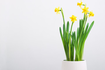 Indoor table setting. Narcissus flower in a pot.