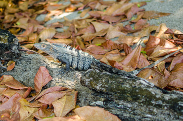Iguana