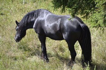 beautiful Black horse