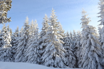 Frosty trees in winter