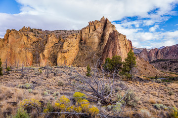 Branches of dry wood. Colorful Canyon. Amazing landscape of yellow sharp cliffs. Smith Rock state park, Oregon
