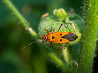 Cotton stainer, Red cotton bug, Red cotton steiner. Close up.