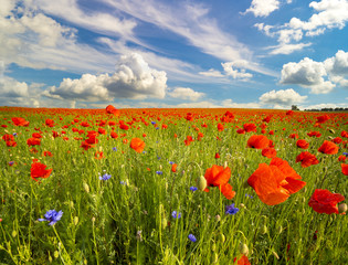 poppy meadow