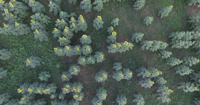 Aerial top spin up view of sunflower field