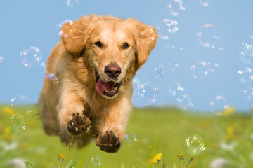 Golden Retriever springt durch Seifenblasen