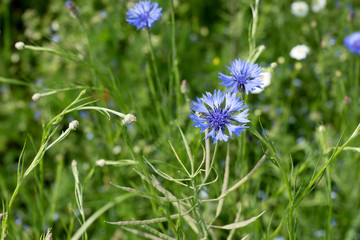 Kornblume (Cyanus segetum) im Feld