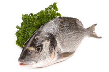 sea bream