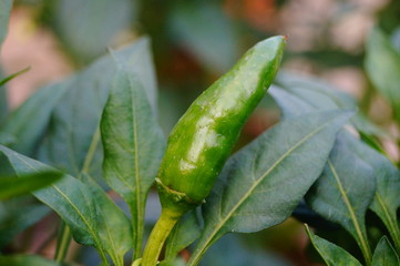 Pepper cultivation