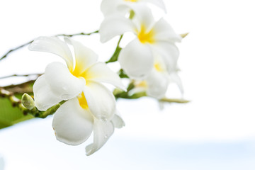 Fototapeta premium Plumeria biała na białym tle