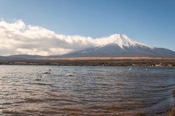 Mount fujisan in morning at lake yamanaka  with swan