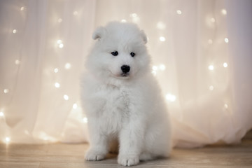 Samoyed puppy