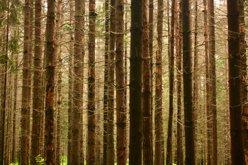 Spruce trees texture, background
