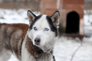 Husky Dog Breed