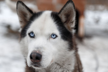 Husky Dog Breed