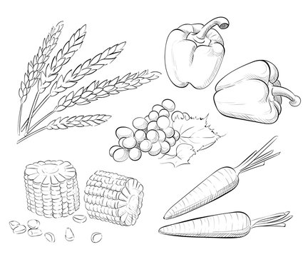hand drawn sketch Harvest set. Eco foods. Carrot corn wheat pepper grapes. Shavuot. - Powered by Adobe